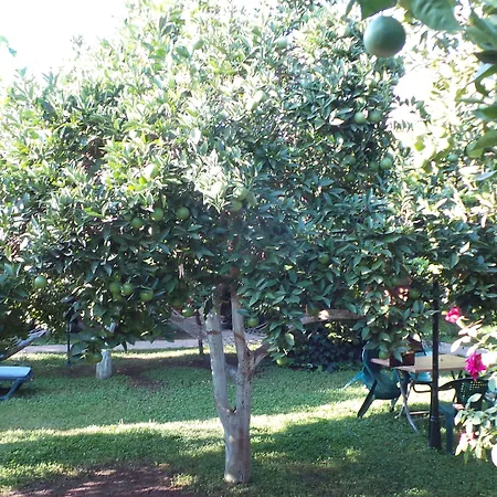 Bed and breakfast Mercan Çıralı